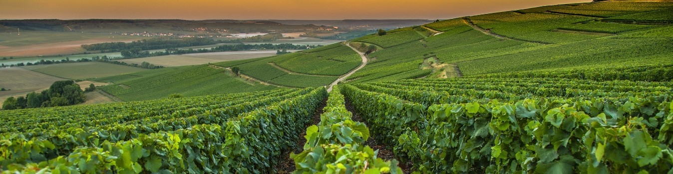 Champagne : Découvrez les Meilleurs Champagnes