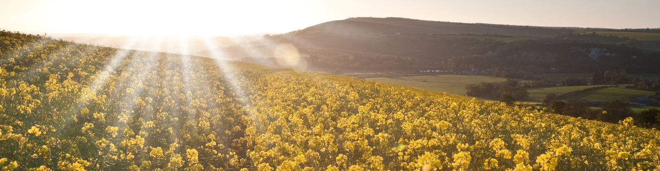 The Best Champagne Brands